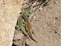 Liolaemus zapallarensis