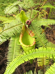 Nepenthes maxima
