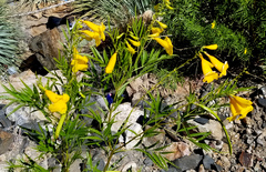 Tecoma stans angustata