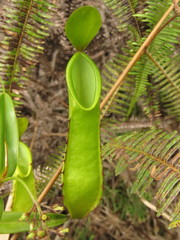 Nepenthes tentaculata