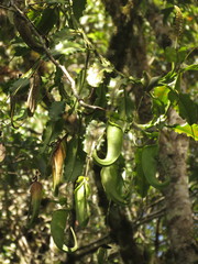 Nepenthes maxima