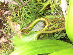 Nepenthes maxima