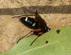 Cryptocheilus versicolor