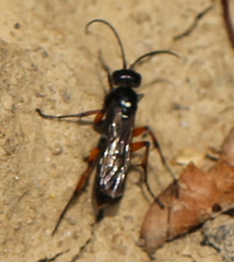 Cryptocheilus versicolor