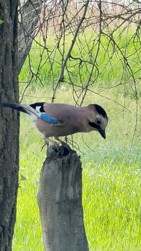 Eurasian Jay