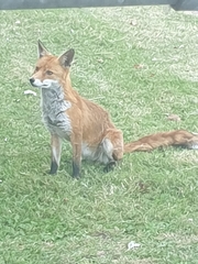 Vulpes vulpes