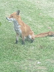 Vulpes vulpes