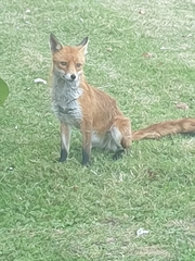 Vulpes vulpes