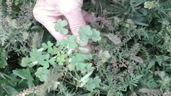 Oxalis