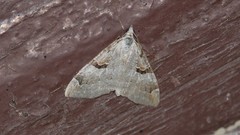 Aplocera praeformata