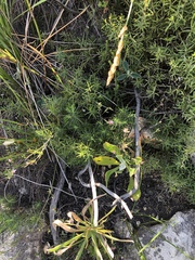 Lachnaea burchellii