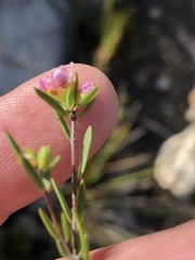 Lachnaea burchellii