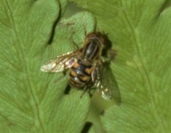 Parhelophilus laetus