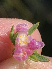 Lachnaea burchellii