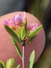Lachnaea burchellii