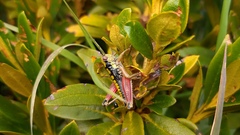 Epipodisma pedemontana