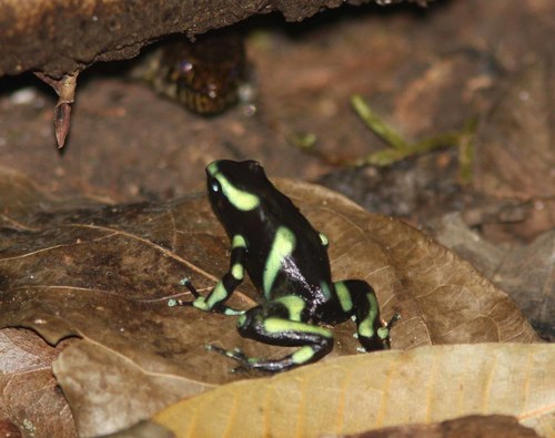 Green-and-black Poison Dart Frog