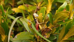 Epipodisma pedemontana
