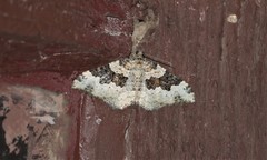 Epirrhoe galiata