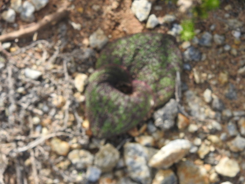 Massonia longipes