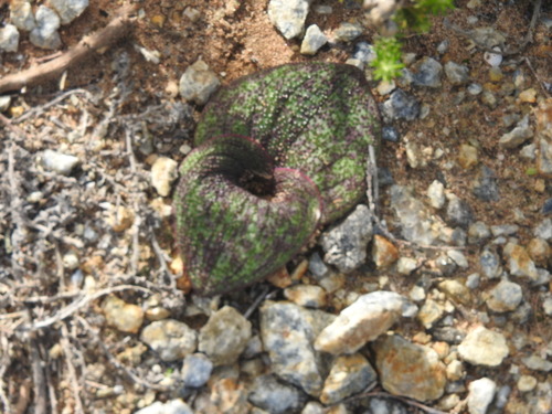 Image of Massonia longipes by (c) Noeleen du Toit, some rights reserved (CC BY-SA)