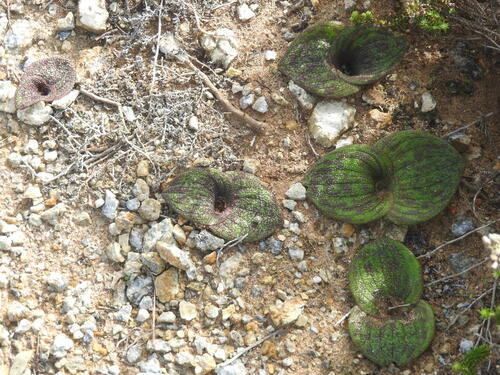 Massonia longipes