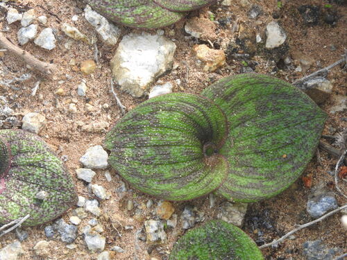 Massonia longipes