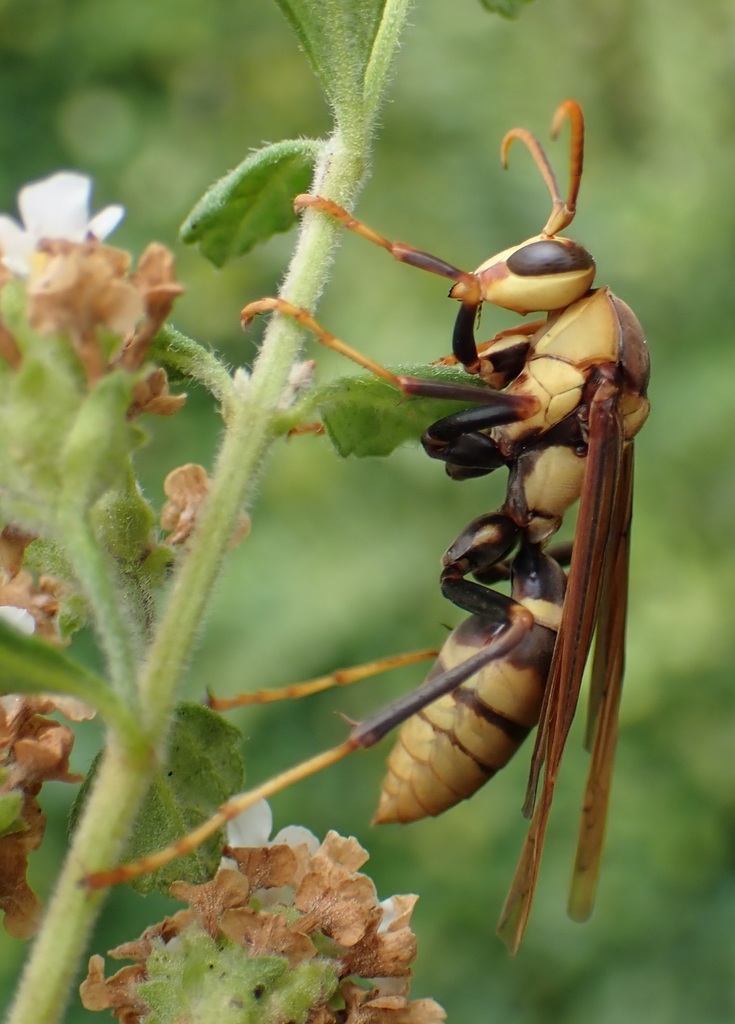 Horse's Paper Wasp from Altamira, Puerto Plata, Dominican Republic on ...