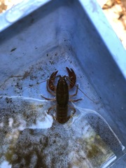 Cambarus bartonii bartonii