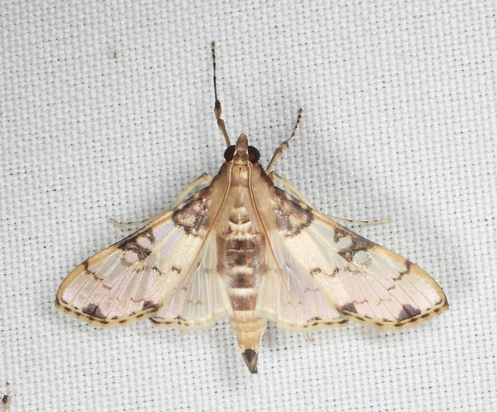Azochis gripusalis