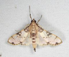 Azochis gripusalis