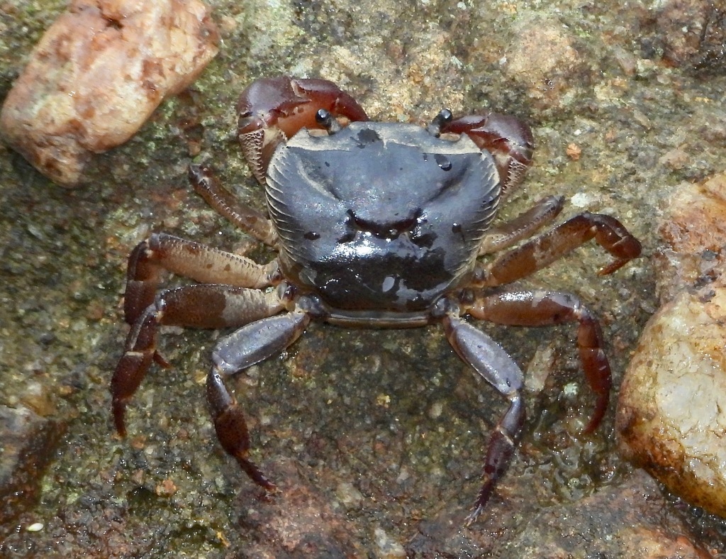 Ceylonthelphusa rugosa