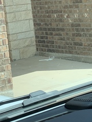 Erythemis simplicicollis