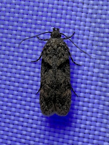 Palo Verde webworm photo 2