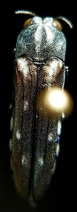 Agrilus walsinghami