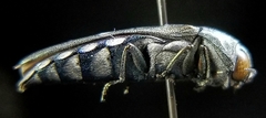 Agrilus walsinghami