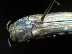 Agrilus walsinghami