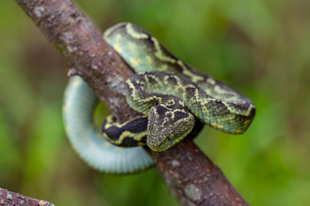 Mt Rungwe Bush Viper