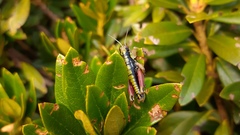Epipodisma pedemontana