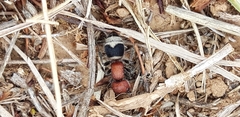 Myrmilla erythrocephala
