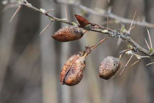 Image of Russian Salt Tree (Caragana halodendron) by (c) Maxim Shashkov, some rights reserved (CC BY)