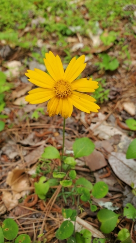 Coreopsis auriculata
