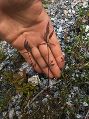 Gentianella propinqua