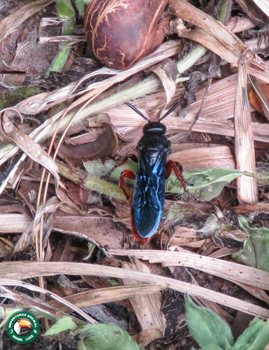 Scolia rufiventris