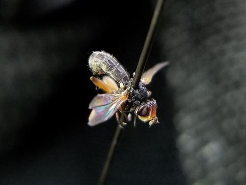 Thecophora modesta