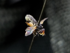 Thecophora modesta
