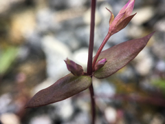 Gentianella propinqua