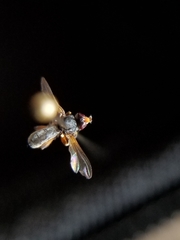 Thecophora modesta
