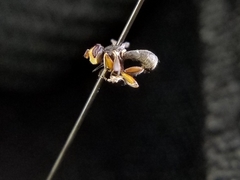 Thecophora modesta