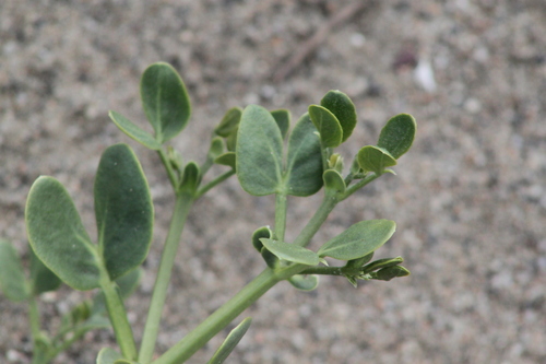 Image of Zygophyllum fabago by (c) Maxim Shashkov, some rights reserved (CC BY)